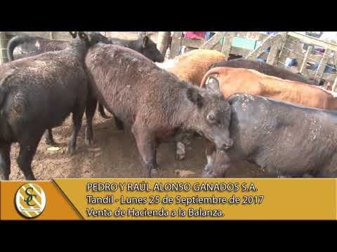 25-09-17 Venta de Hacienda al Kilo - Pedro y Raúl Alonso Ganados S.A. - Tandil.