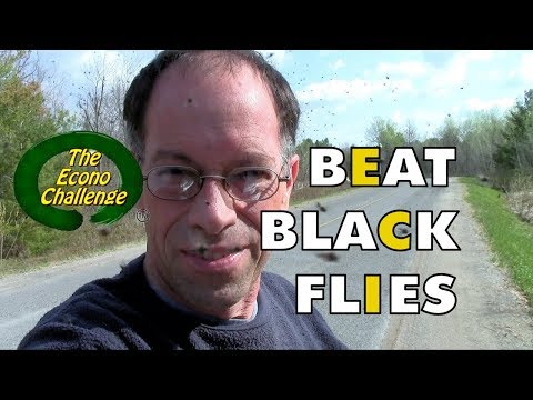 image-What causes swarms of black flies?