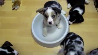 Welsh corgi Cardigan Vrh F Miska