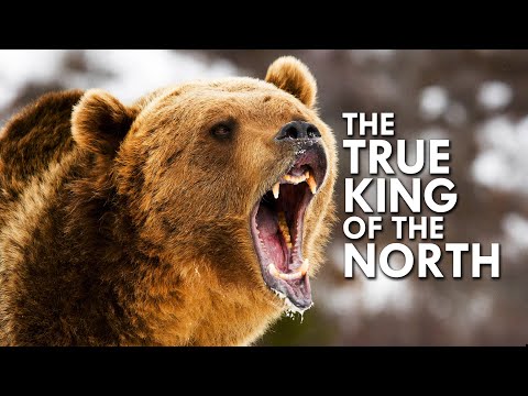 Grizzly Bear: The True King of the North