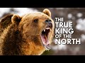 Grizzly Bear The True King Of The North