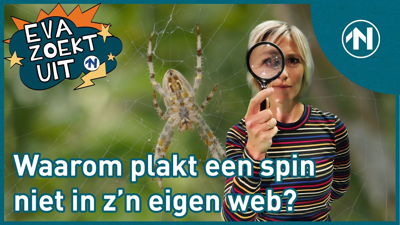 Waarom plakt een spin niet in z'n eigen web?