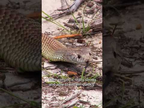 The size of this deadly King Brown has to be seen to be believed 😳#animalfacts