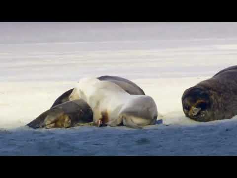 WILD LIFE 2020 ( 4K VIDEO DEMO BY: NORBERTO )