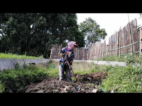 kerjakan bagianmu, selebihnya Tuhan yang campur tangan, hari pertama merintis usaha ternak Lele