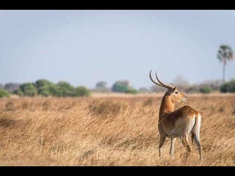Okavango Delta's unique red lechwe antelope