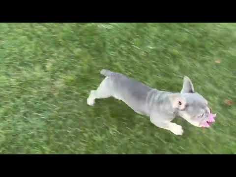 Remy, Lilac & Tan male French Bulldog puppy raised in Indiana — gallery view 2