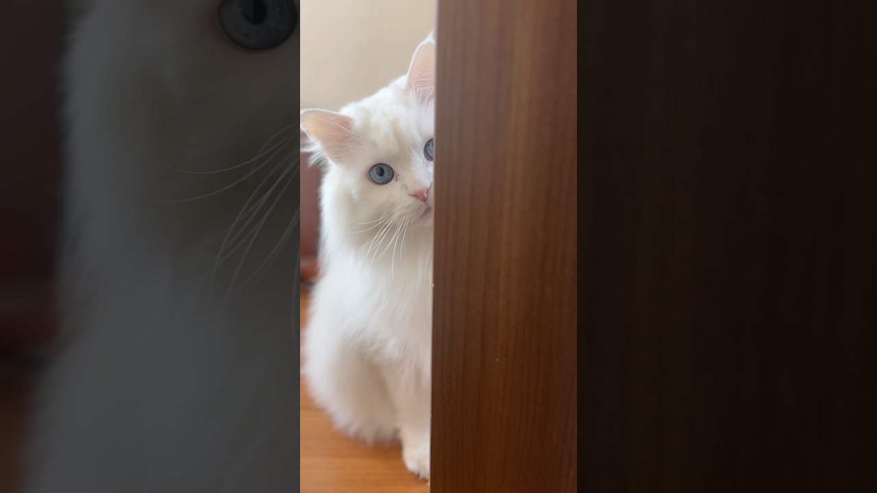 ママのトイレを出待ちする猫 #ショート #shorts #cats #cat #猫 #保護猫 #元野良猫  #cat #cats #catlover #catlife