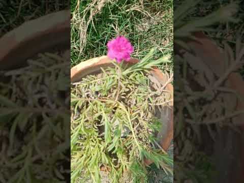 خوبصورت پھول|#nature #beautiful flowers#birds