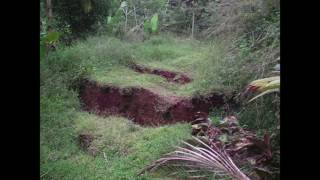 Forest’s Call (NetaYa) (Sound of Light, Diamante book no.55)