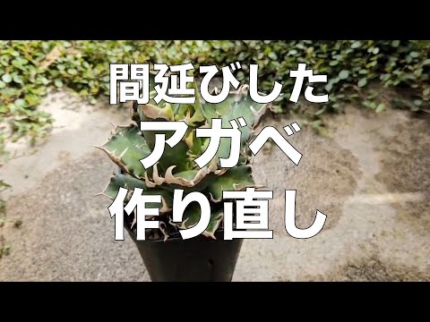 スイッチグラス 植物