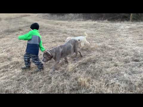 YouTube video about: Are cane corso good with other dogs?
