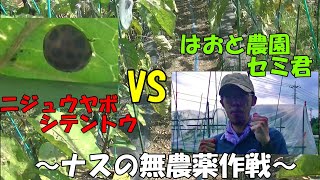 ナスの防虫大作戦！