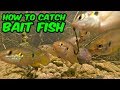 Micro Fishing! HOW TO CATCH BAIT FISH | Monster Mike