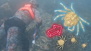 Ocean Spiders everywhere