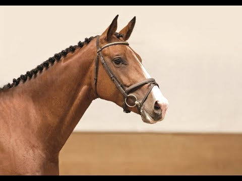 01 | Cantara Quick v. Cancara - Quickstar