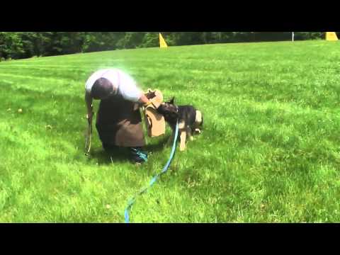 fakir Vikar 11 months