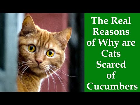 Why Cats Afraid Of Cucumbers: The Real Reasons