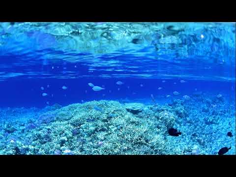 Anjey Satori - Sea Surround