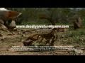 Deadly Creatures Nintendo Wii Trailer Lizard Trailer