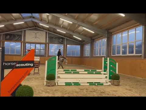 SOLD | 6YO HUNTER PROSPECT | Clicksem x Corrado I Gelding