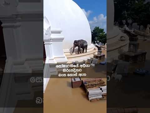 නිරුපද්‍රිතව බැස ගිය සෝමාවතී අලියා|Somavathi elephant is safe #shortvideo #fyp #short #shorts