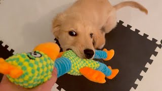 Here is Bisuke's reaction to the immediate destruction of his new toy lol