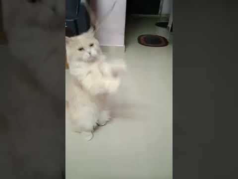 Standing CAT |Clapping cat  🐱 ❤  #Shorts#ytshort #cat