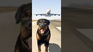 Download lagu GTA 5 Experience: A Huge Plane vs. a Dog! ✈️🐕 GTA 6 mp3 Download lagu GTA 5 Experience: A Huge Plane vs. a Dog! ✈️🐕 GTA 6 mp3