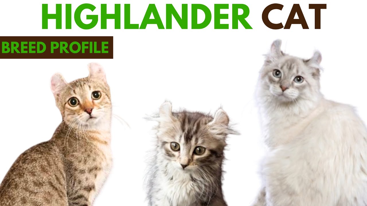 Highlander Cat Breed Profile History - Traits - Price - Highlander Cat Grooming Needs - Lifespan