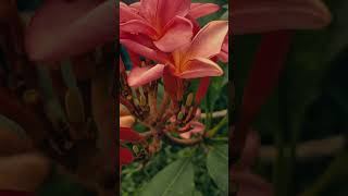 Download lagu الله الله الله مالنا مولى سوى الله والنعم با الله🥺 mp3