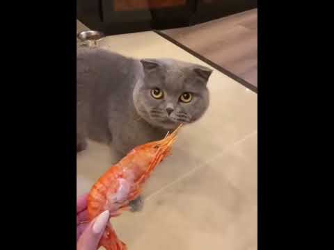 cat hate shrimp