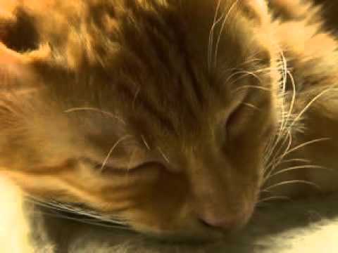 Cafés con gatos, perfecto para los fanáticos felinos