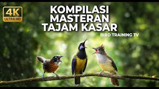 Download lagu 🔴 Live Masteran Mewah Cucak Cungkok Gacor vs Cucak Jenggot Greja vs Tepus Kepala Abu Gacor Kasar mp3