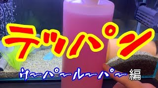 【うぱさん観察日記】#6 ウーパールーパー飼育法の保存版