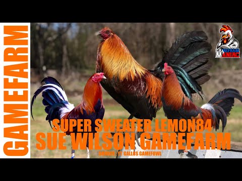 SUPER SWEATER LEMON 84 | SUE WILSON GAMEFARM