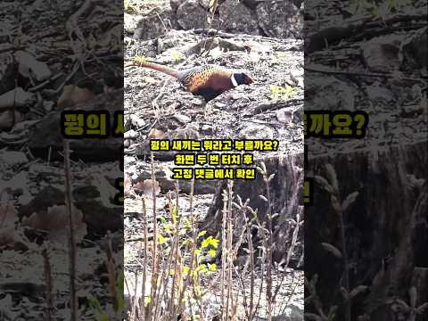 🩷꿩의 새끼를 뭐라고 부를까요?  #꿩 #새끼