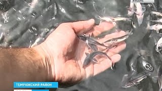 Ловля осетра на кубани