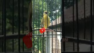 Download lagu pleci NGALAS wit witan di pagi hari mp3 Download lagu pleci NGALAS wit witan di pagi hari mp3