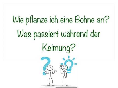 Keimung einer Bohne | Schülervideo