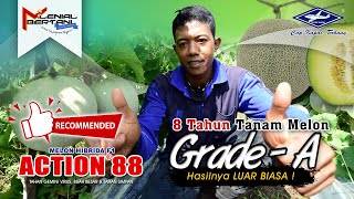 Download lagu BISI Sahabat Petani: Hasilnya Luar Biasa, Tanam #Melon Grade-A #ACTION88 #TahanVirus #recommended ! mp3