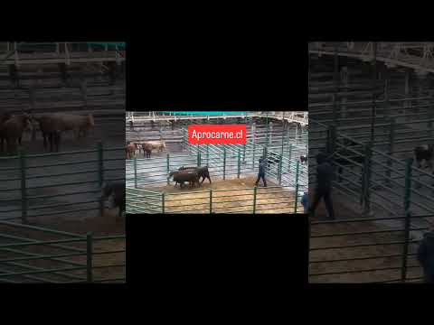 Terneros Feria Biobío - Los Angeles 21/03/2026 #aprocarne