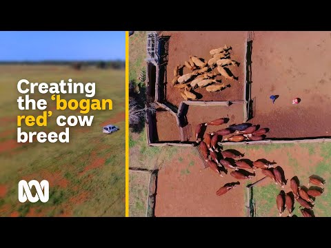 , title : 'Breeding the 'bogan red' – the new hybrid beef cow | Movin' To The Country | ABC Australia'