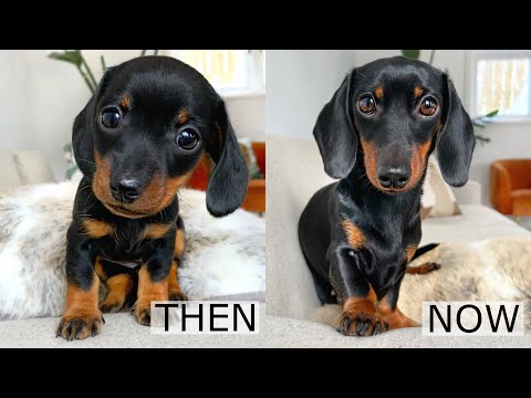 Then and Now. Dachshund from puppy to adult.