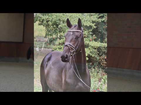 Hof Brüning - Fargo v. Follow Me - Londonderry, Wallach, geb. 2015