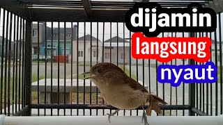 Download lagu pancingan Flamboyan gacor dijamin langsung nyaut mp3