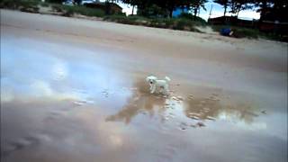 preview picture of video 'leão ataca poodle na praia.'