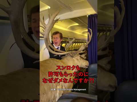 ペットと一緒に飛行機に乗る方法