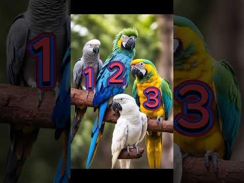 ESTOY APRENDIENDO ESPAÑOL(LOS NÚMEROS)