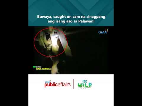 Buwaya, caught on cam na sinagpang ang isang aso sa Palawan! Born to Be Wild